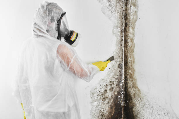 Best Crawl Space Mold Removal  in Flushing, MI