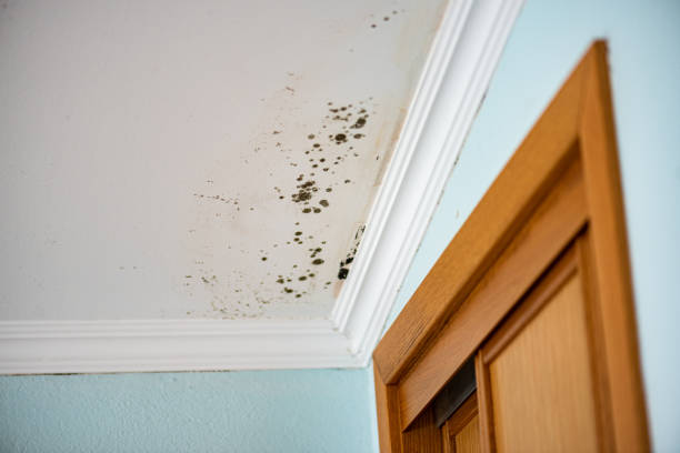 Best Best Mold Removal Companies  in Flushing, MI