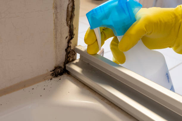 Mold Removal and Inspection in Flushing, MI