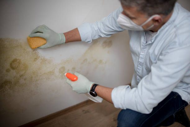 Best Mold Testing  in Flushing, MI