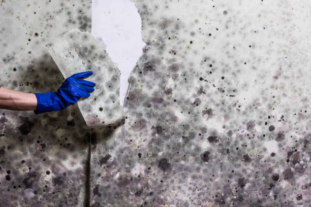Best Residential Mold Removal  in Flushing, MI