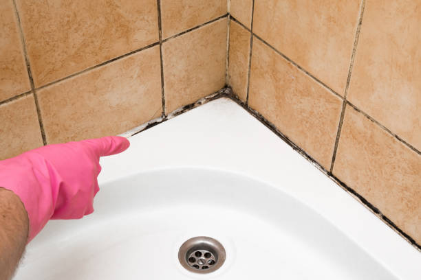 Best Black Mold Removal  in Flushing, MI